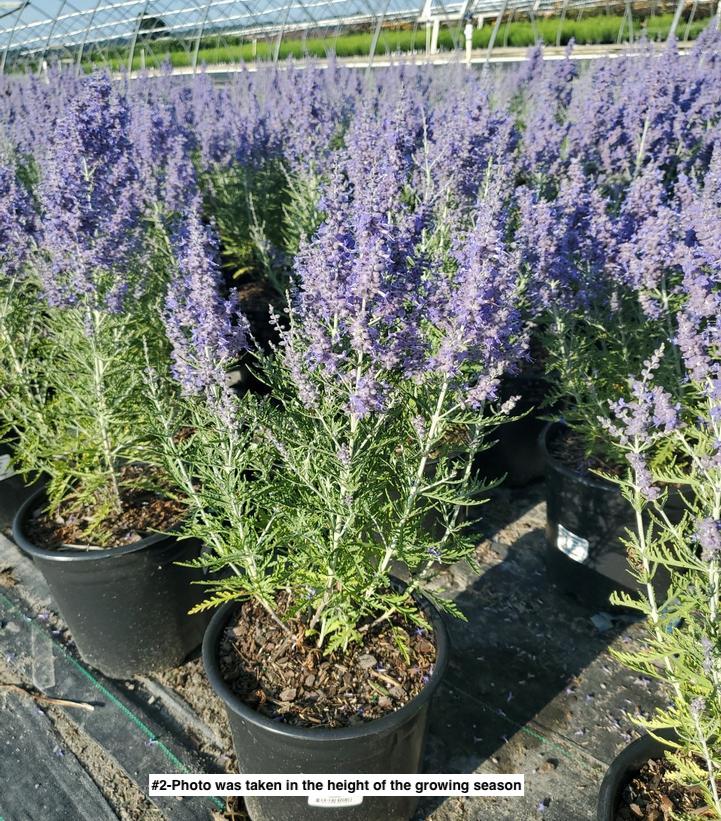 PEROVSKIA ATRIPLICIFOLIA