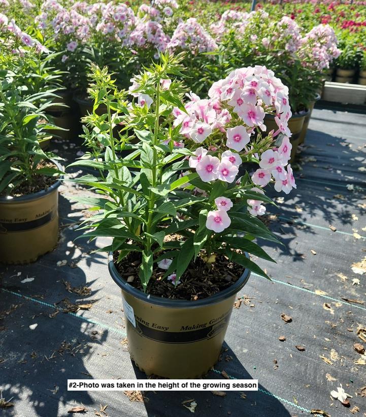 PHLOX `VOLCANO SOFT PINK/DARK EYE`