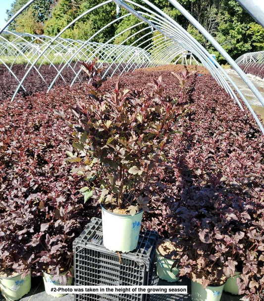 PHYSOCARPUS OP. `CENTER GLOW`