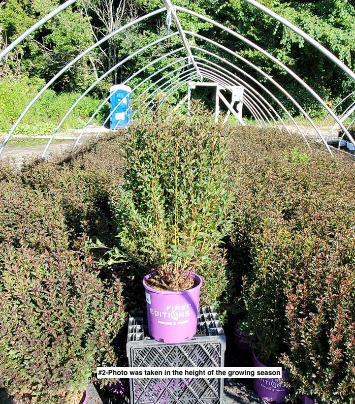 PHYSOCARPUS OP. `LITTLE DEVIL`