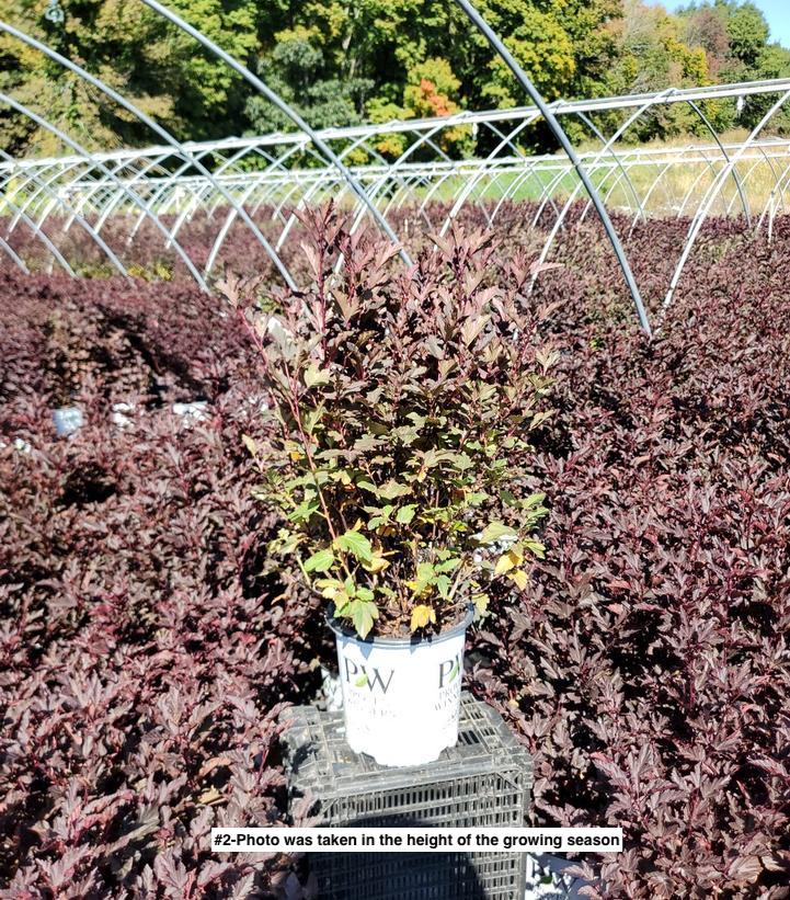 PHYSOCARPUS OP. `SUMMER WINE`