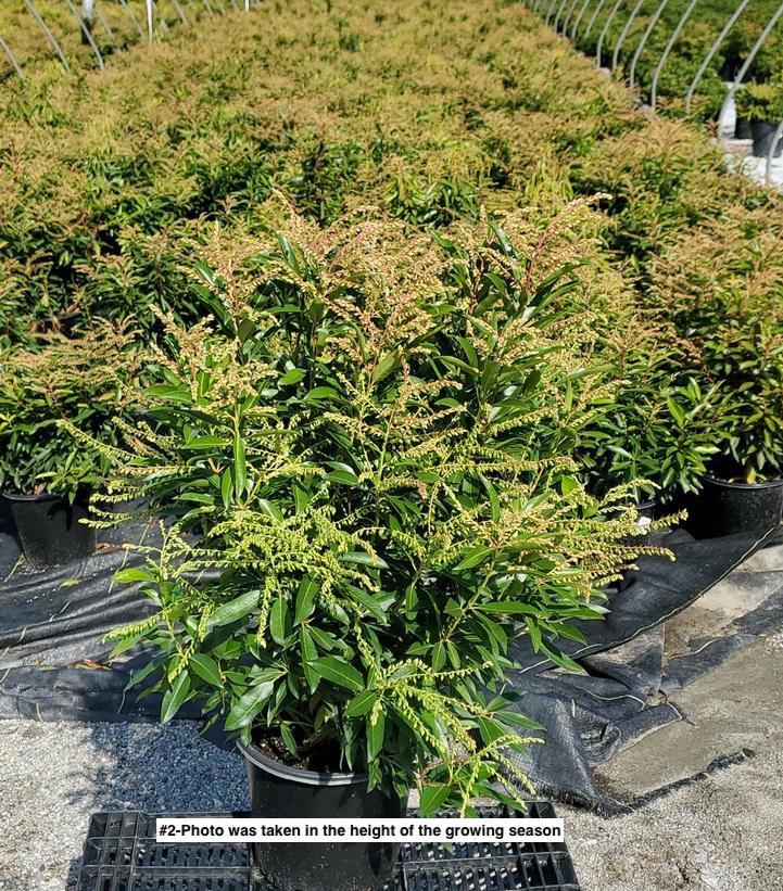 PIERIS X `BROUWER`S BEAUTY`