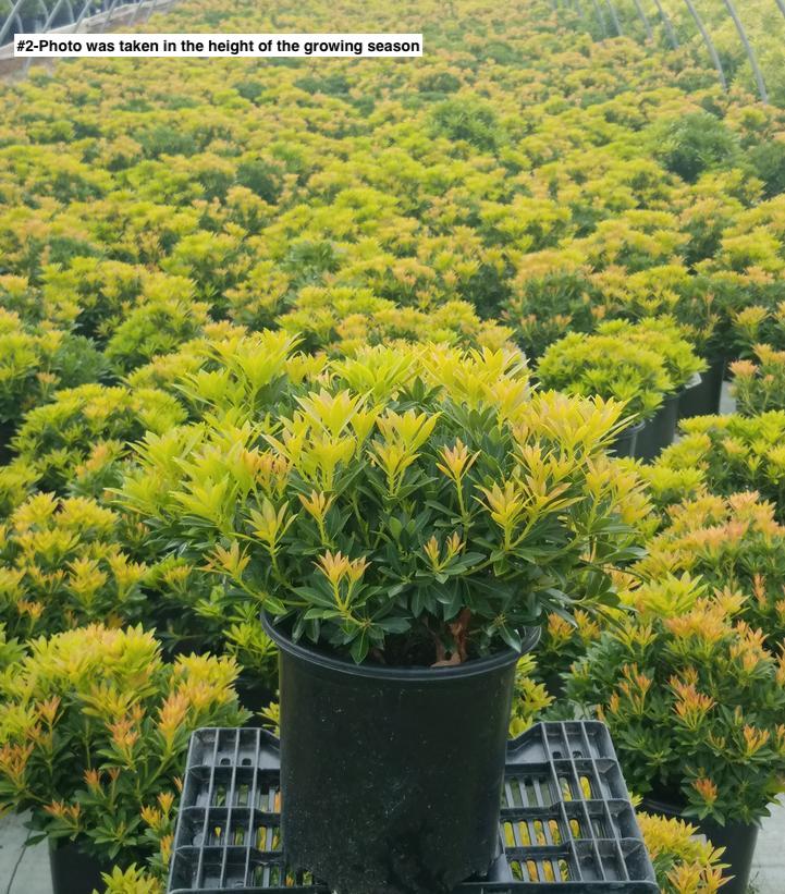 PIERIS JAPONICA `CAVATINE`