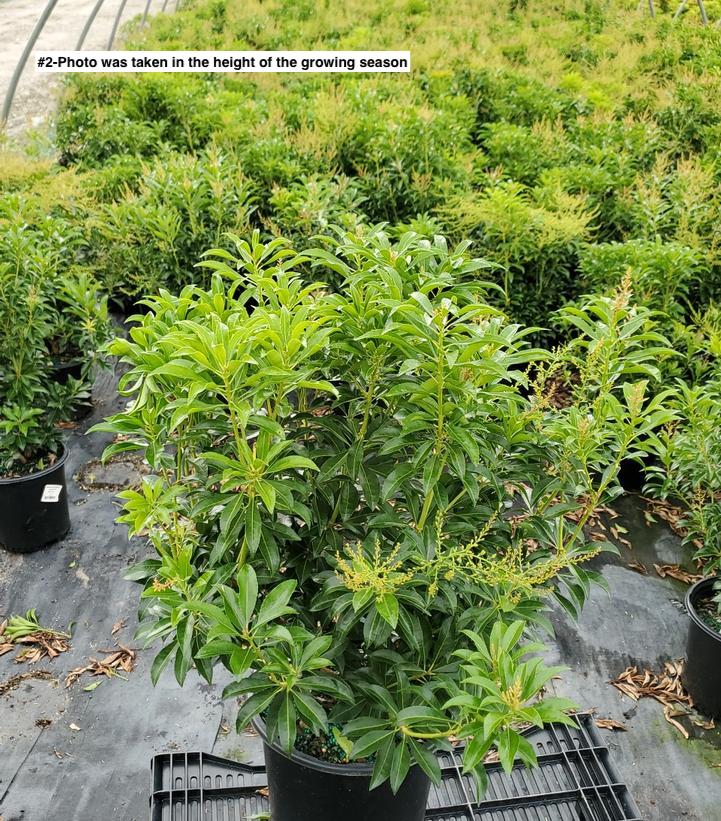 PIERIS JAPONICA `DOROTHY WYCOFF`