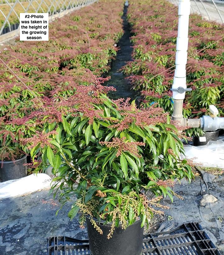 PIERIS JAPONICA `KATSURA`