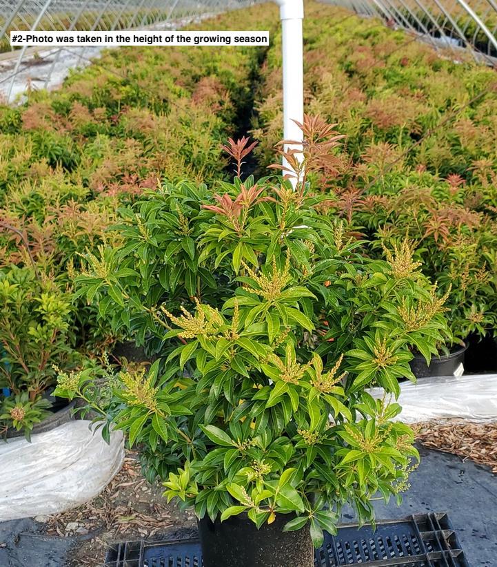 PIERIS JAPONICA `MOUNTAIN FIRE`