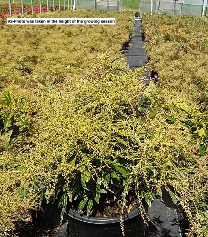 PIERIS JAPONICA `PASSION FROST`