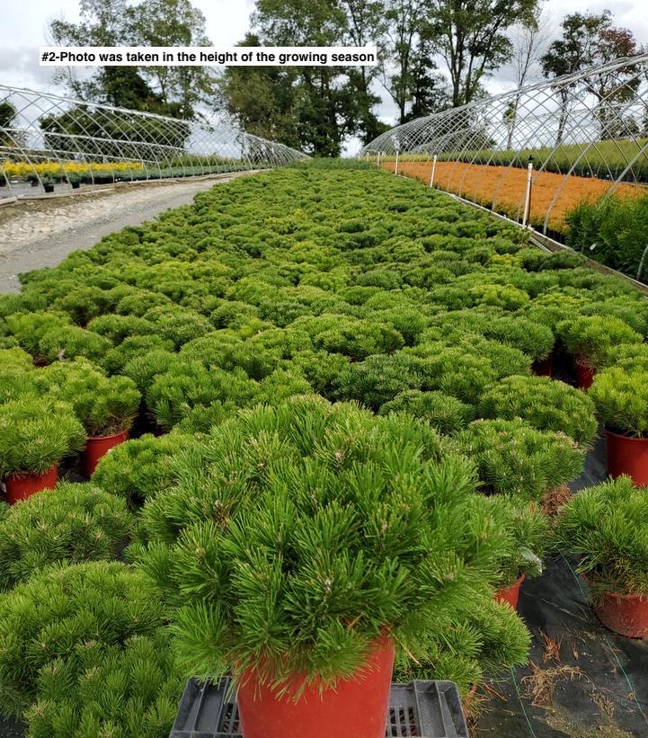 PINUS MUGO VAR. `MUGHUS`