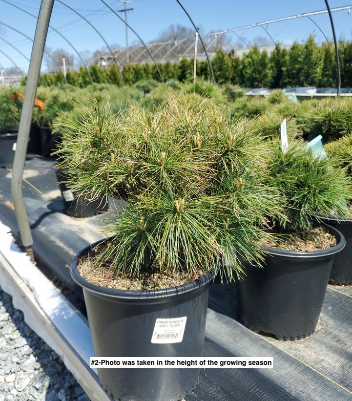 PINUS STROBUS `SOFT TOUCH`