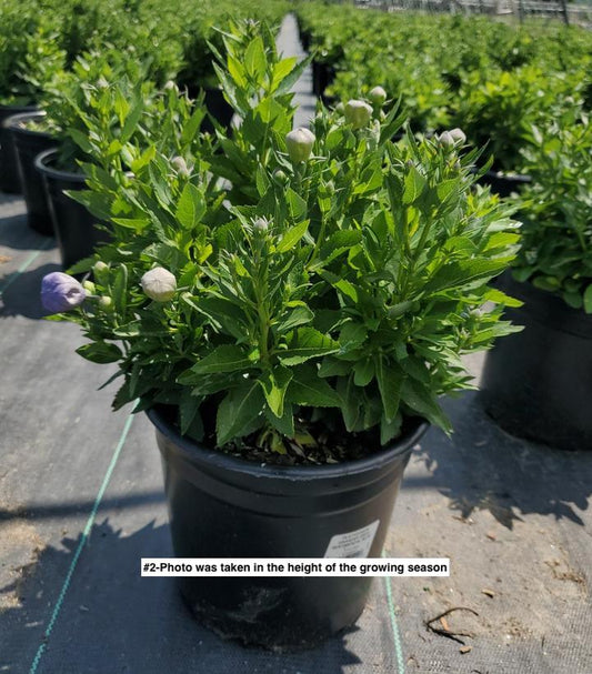 PLATYCODON GRANDIFLORUS `SENTIMENTAL BLUE`