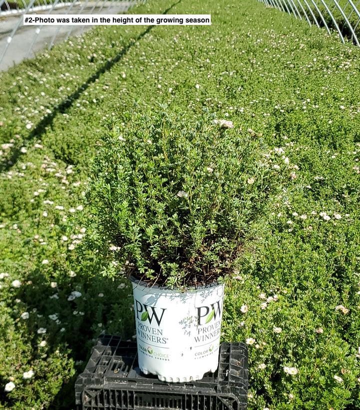 POTENTILLA FRUTICOSA HAPPY FACE `WHITE`