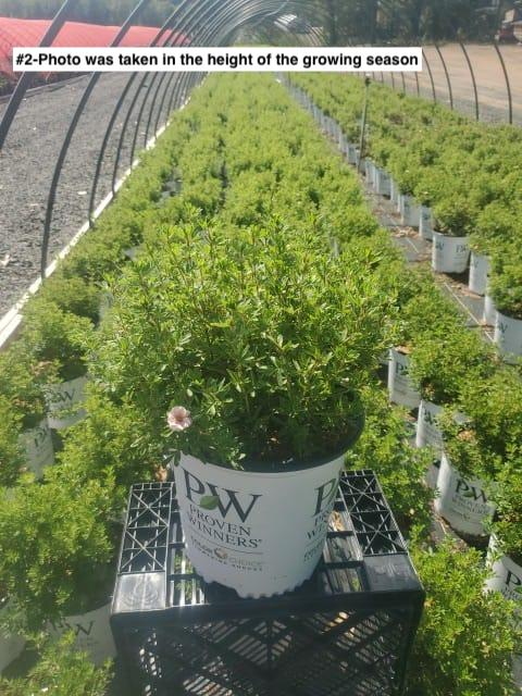 POTENTILLA FRUTICOSA HAPPY FACE `PINK PARADISE`