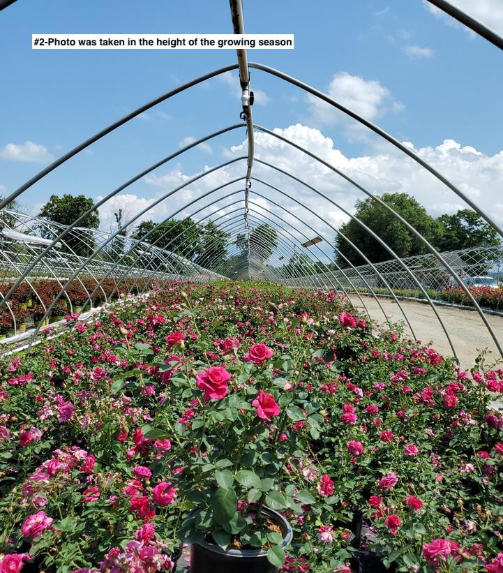 ROSA BRINDABELLA `PURPLE PRINCE`