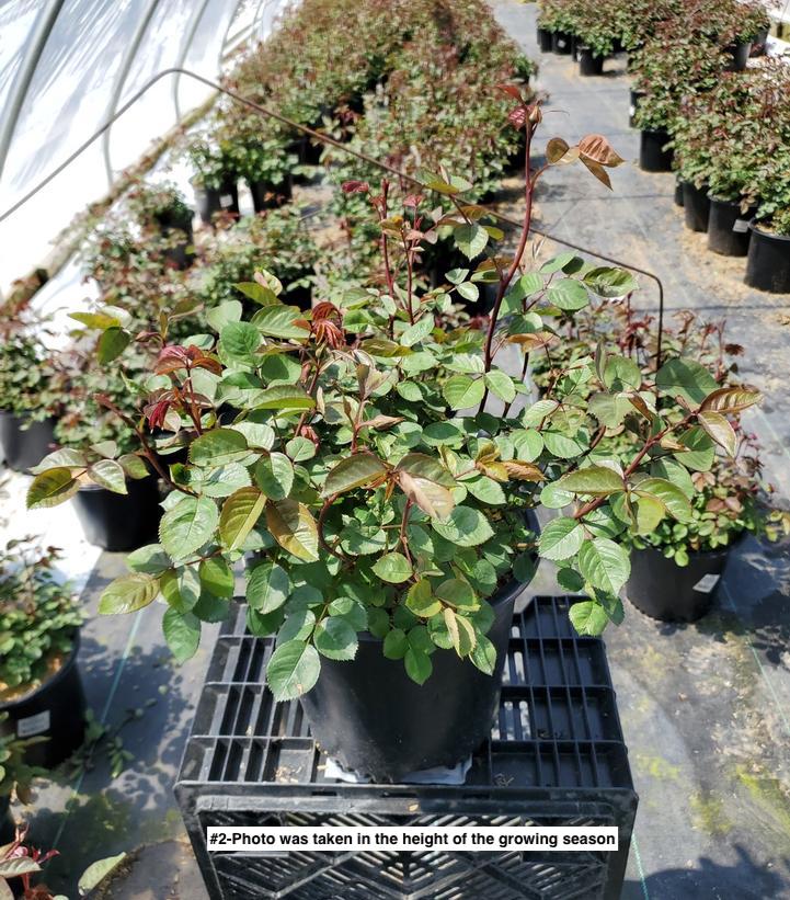 ROSA BRINDABELLA `RED EMPRESS`