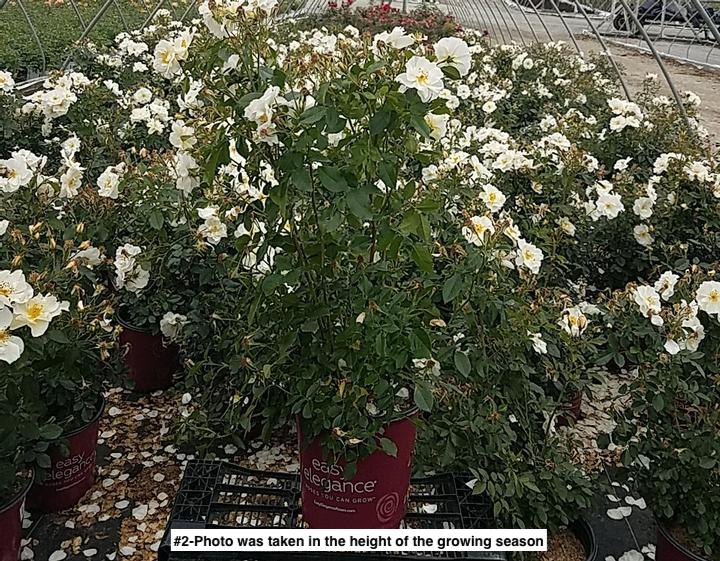 ROSA EE `OSCAR PETERSON`