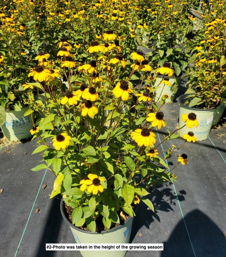 RUDBECKIA TRILOBA `BLACKJACK GOLD`