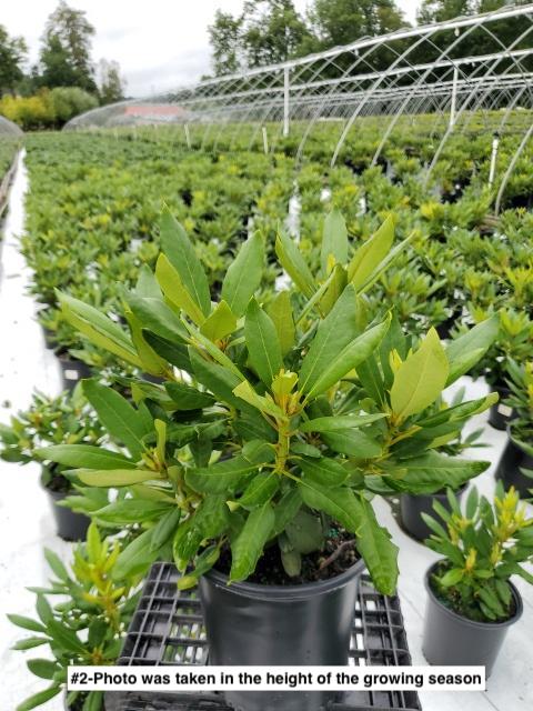 RHODODENDRON `DARK LORD`