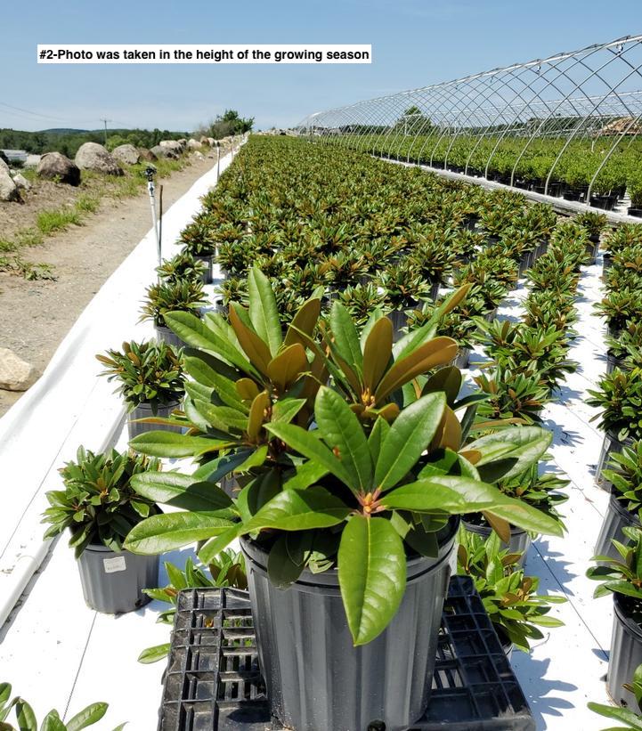 RHODODENDRON `MARDI GRAS`