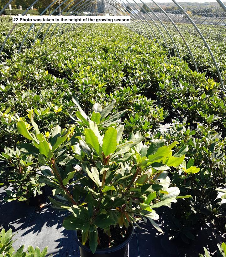 RHODODENDRON MAXIMUM `ROSEUM`