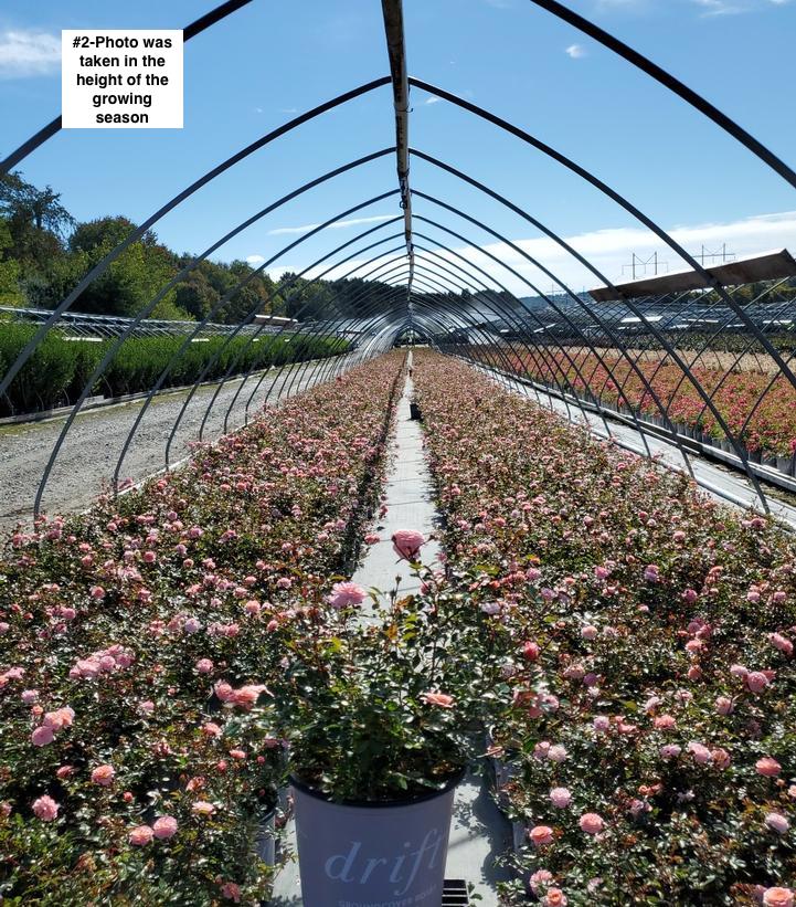 ROSA `DRIFT APRICOT`
