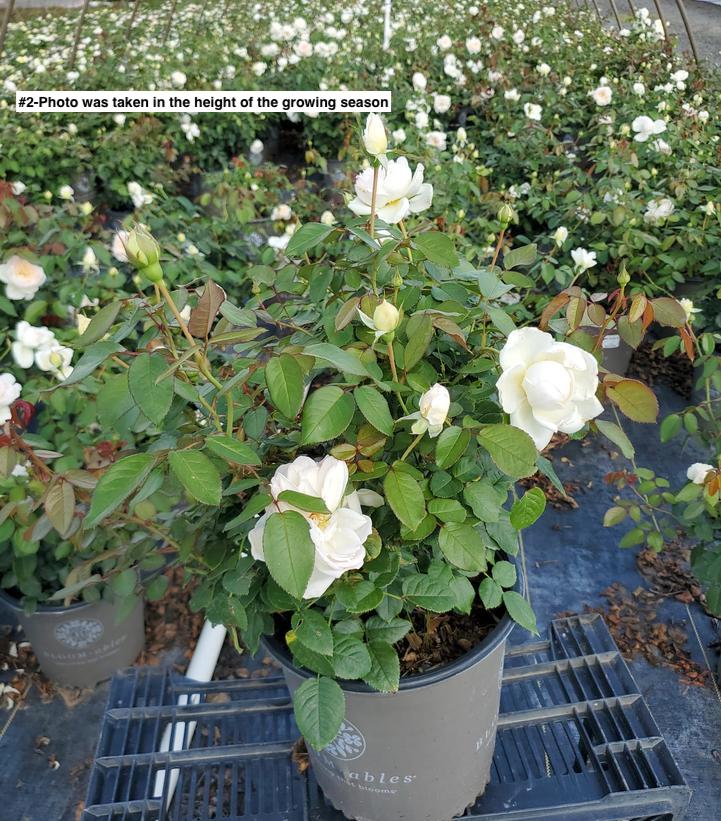ROSA `BOLERO`