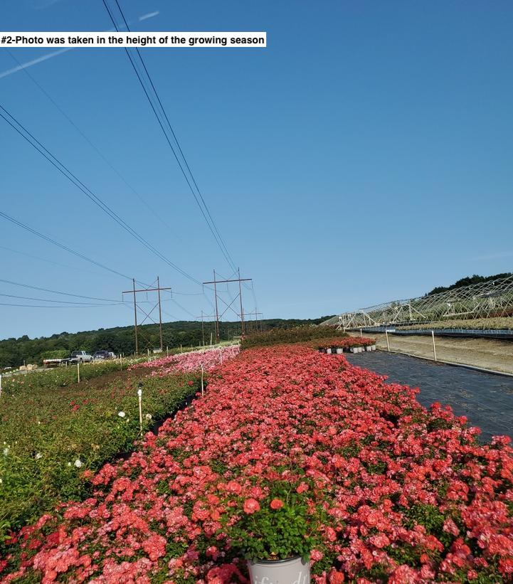 ROSA `DRIFT CORAL`