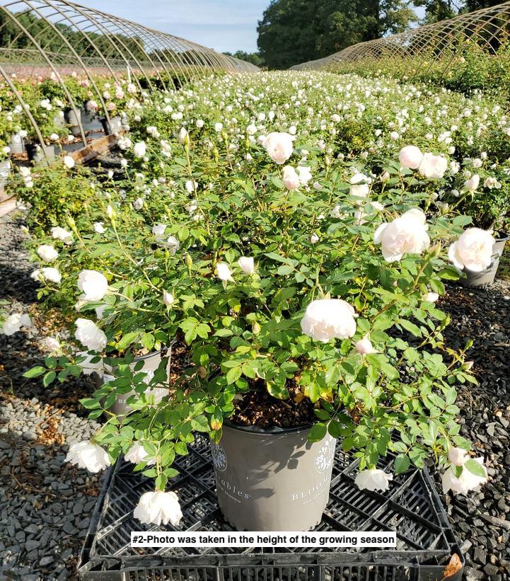 ROSA `ICECAP`