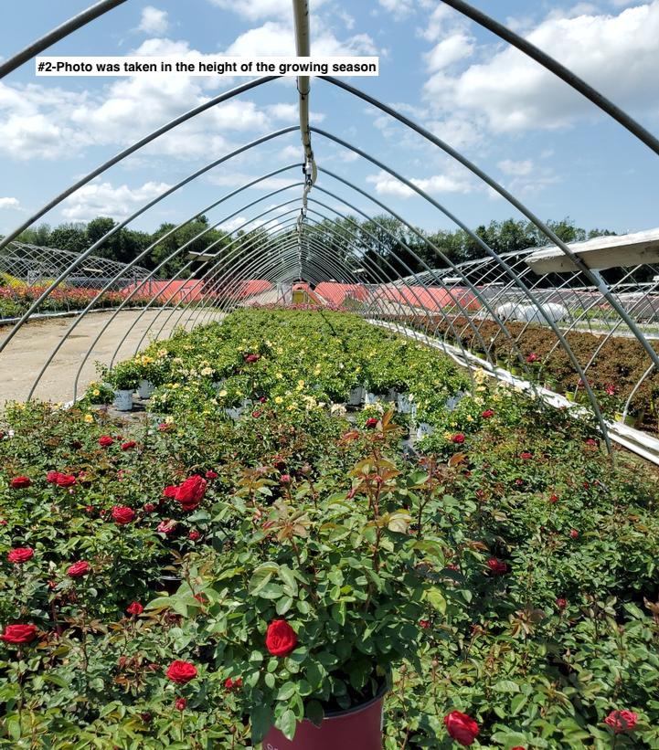 ROSA EE `KASHMIR`