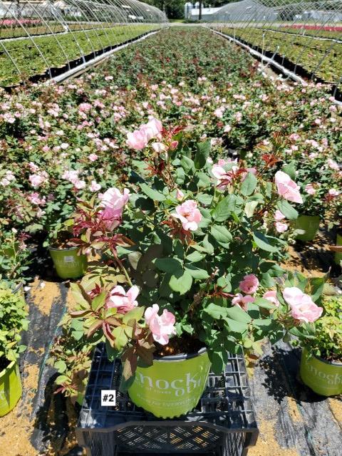 ROSA `BLUSHING KNOCK OUT`