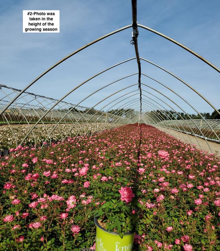 ROSA `DOUBLE PINK KNOCK OUT`