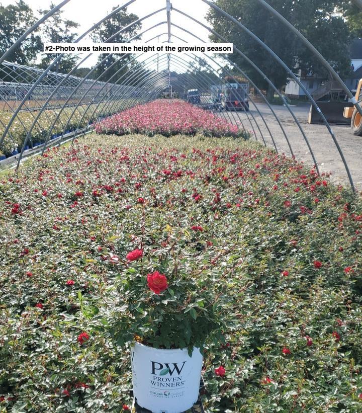 ROSA `OSO EASY URBAN LEGEND`