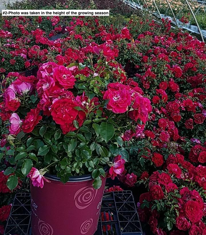 ROSA EE `PAINT THE TOWN`
