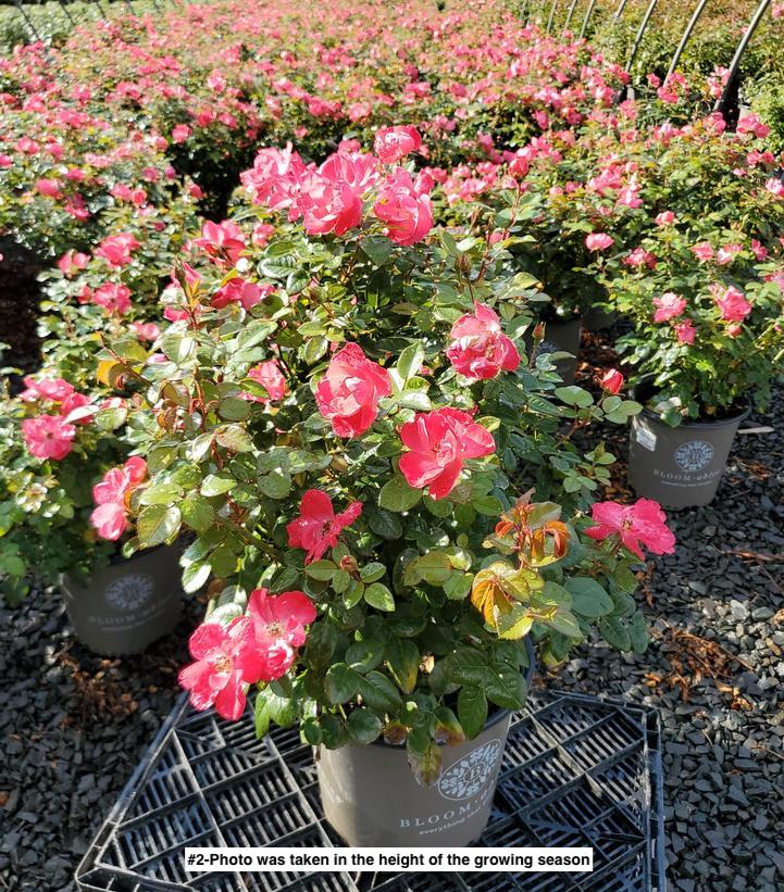 ROSA `BRICK HOUSE PINK`