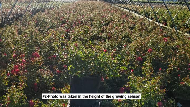 ROSA `FLOWER CARPET PINK`