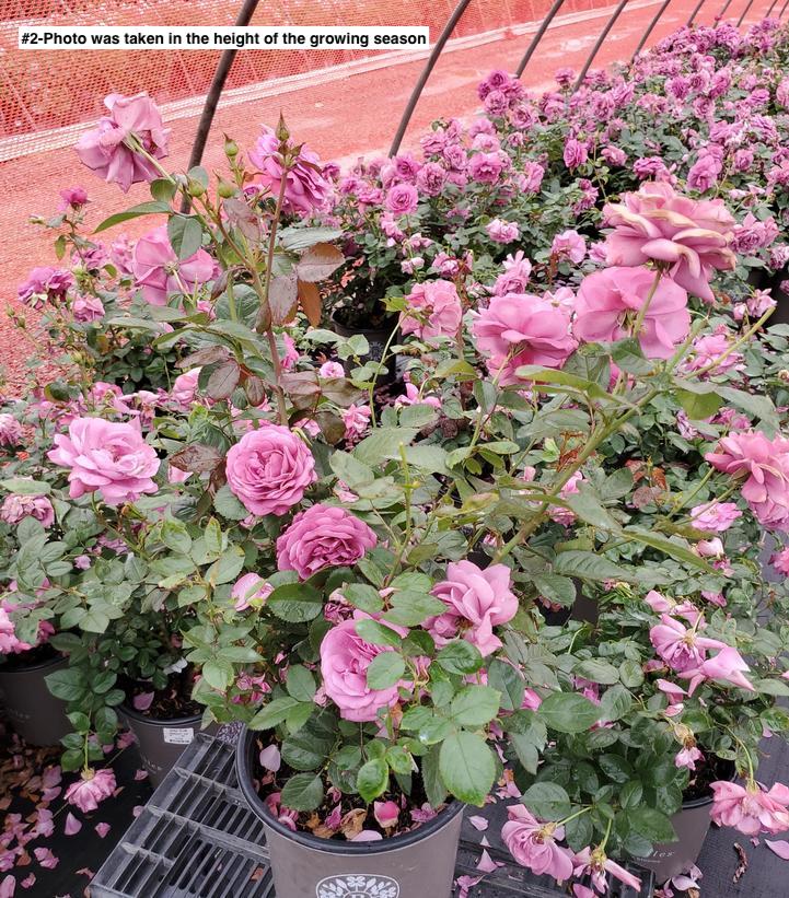 ROSA SUNBELT `PLUM PERFECT`