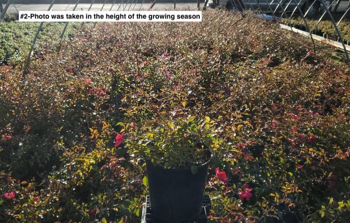 ROSA `FLOWER CARPET RED`