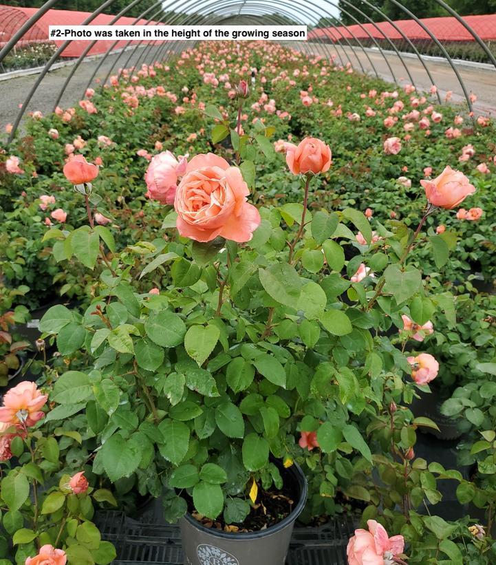 ROSA `SWEET MADEMOISELLE`
