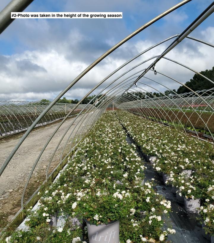 ROSA `DRIFT WHITE`