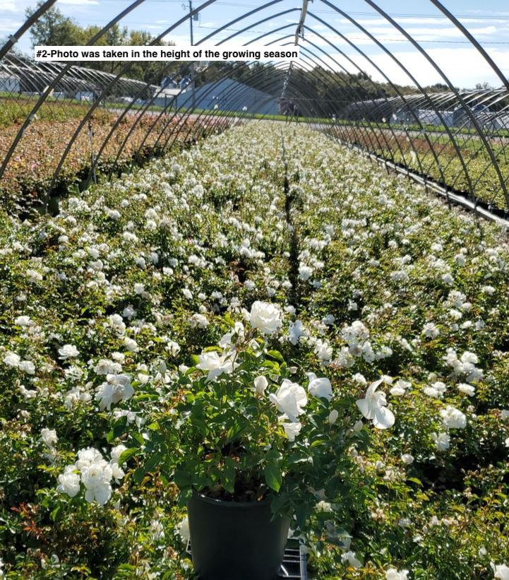 ROSA `FLOWER CARPET WHITE`