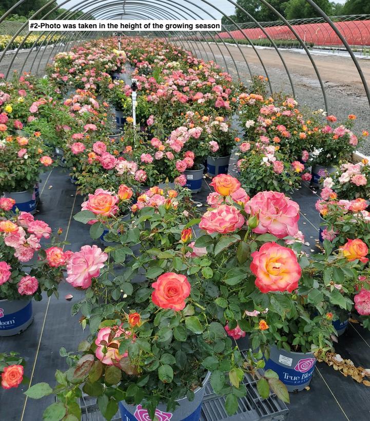ROSA `TRUE SINCERITY`