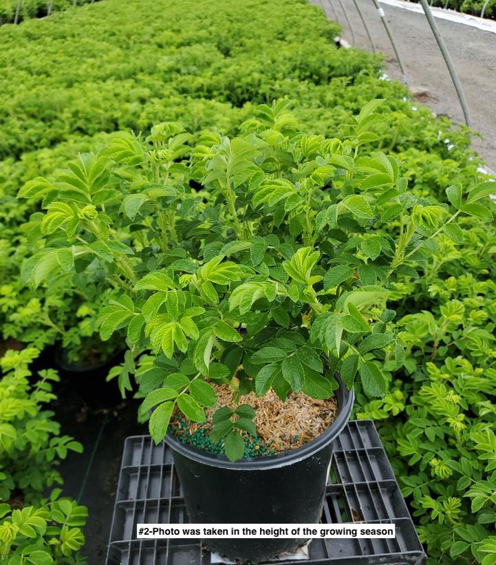 ROSA RUGOSA