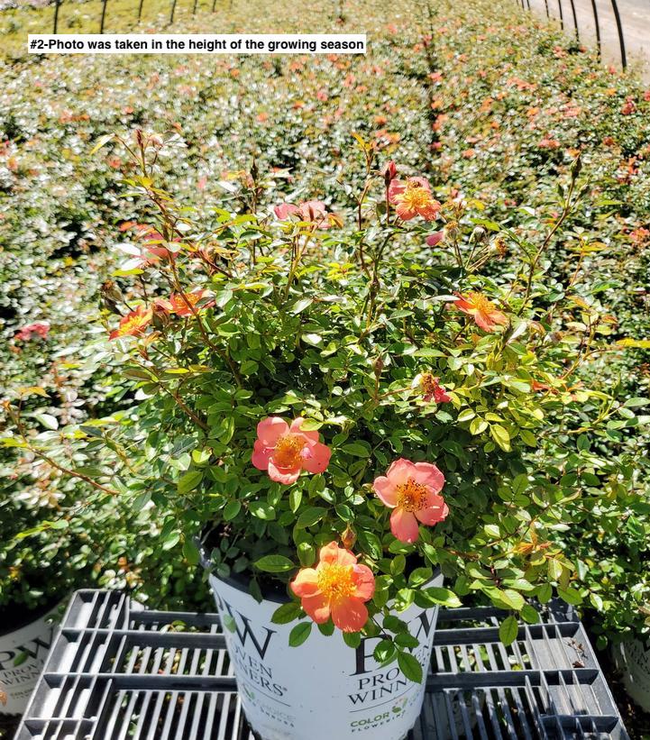 ROSA `OSO EASY HOT PAPRIKA`