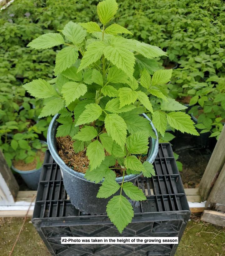 RUBUS IDAEUS `MEEKER`