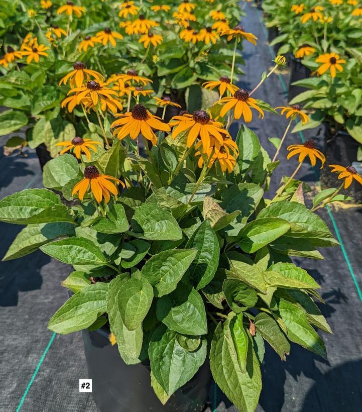 RUDBECKIA FULGIDA `GOLDSTURM`