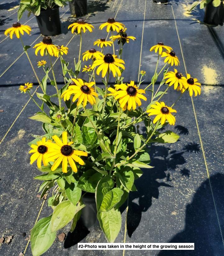 RUDBECKIA FULGIDA VAR. DEAMII