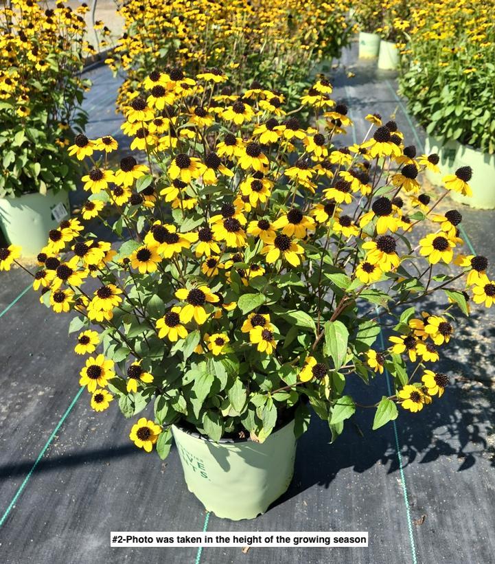 RUDBECKIA TRILOBA