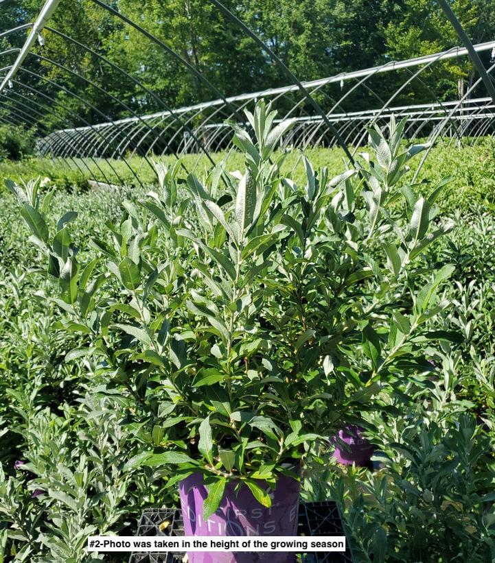SALIX CANDIDA `ICEBERG ALLEY`