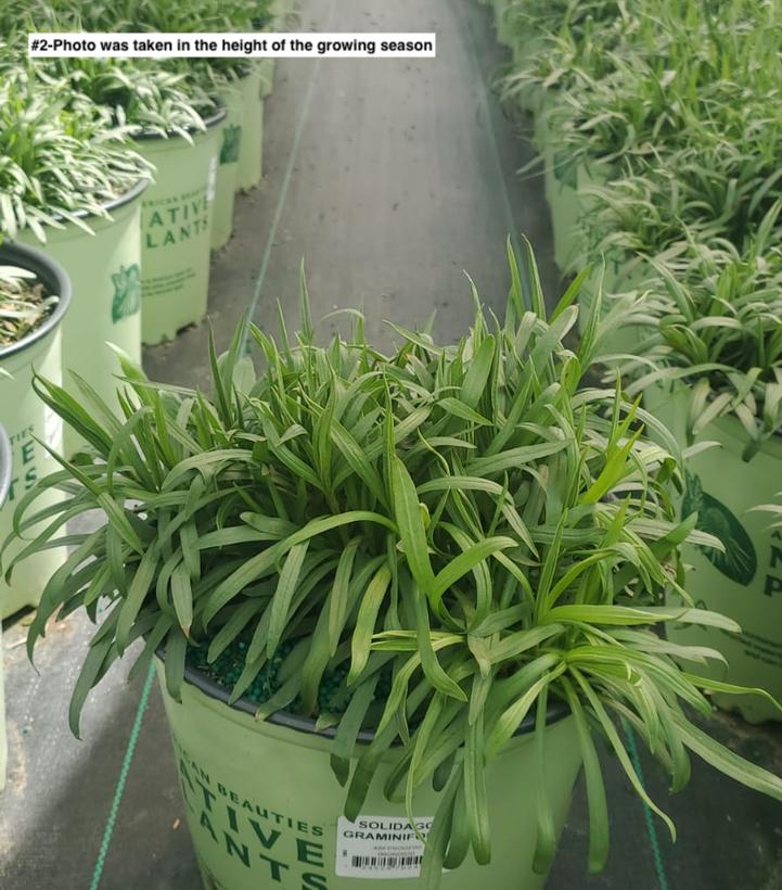 SOLIDAGO GRAMINIFOLIA