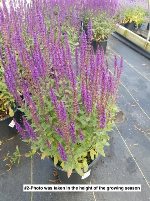 SALVIA NEMOROSA `CARADONNA`
