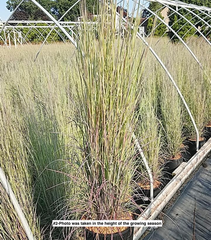 SCHIZACHYRIUM SCOPARIUM `TWILIGHT ZONE`